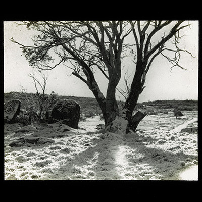 Trees in the snow (Mt Kosciuszko NSW)