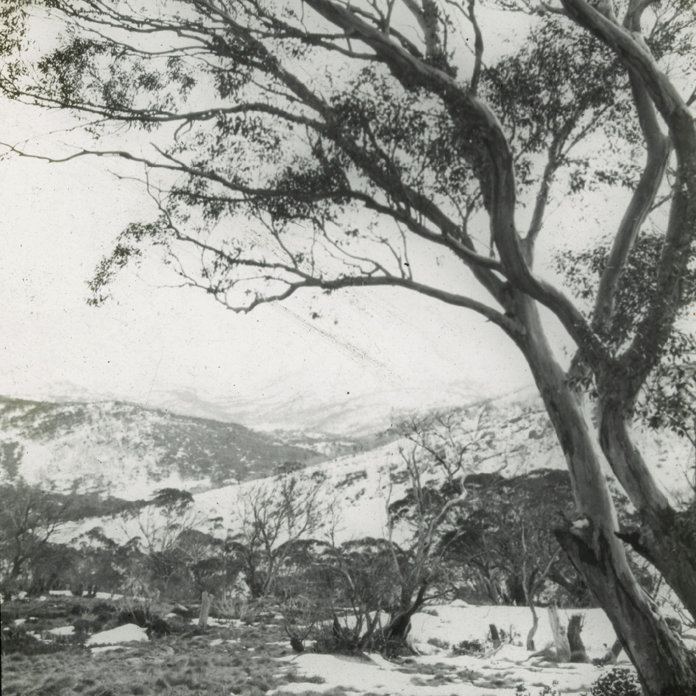 Gumtree in the snow (Mt Kosciuszko NSW)