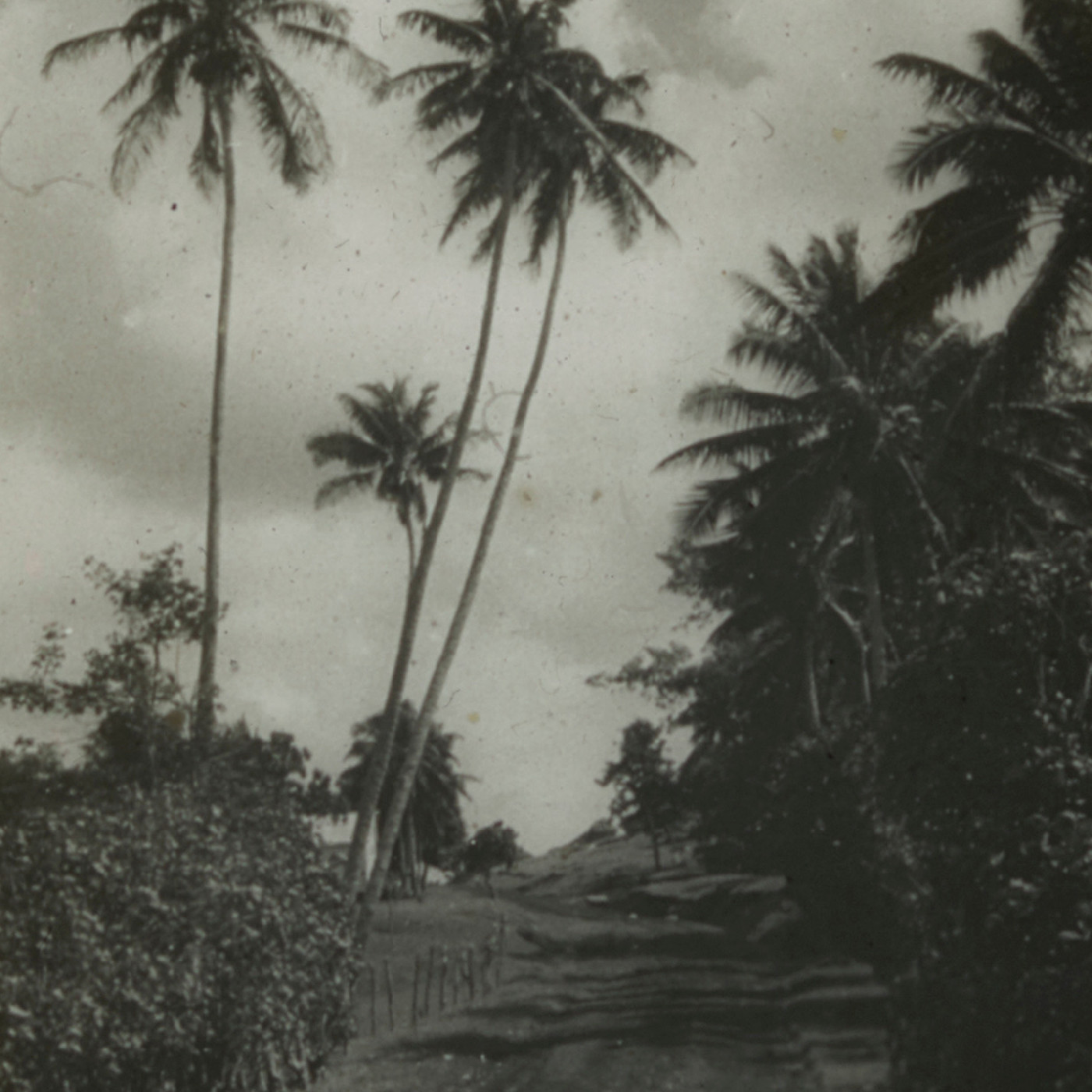 A road lined with tall palm trees at Vavaʻu, Tonga