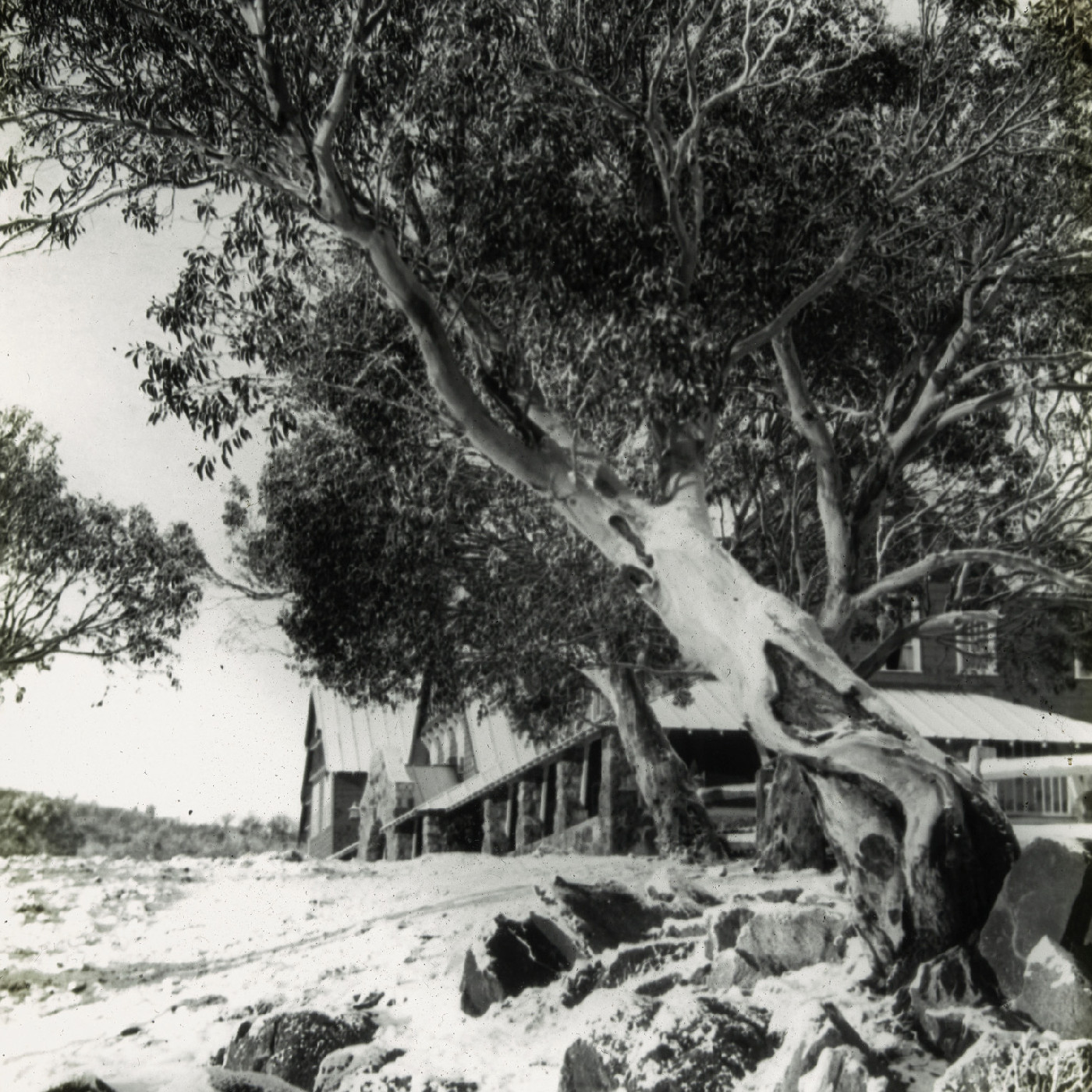 Slanted trees and house in the snow (Hotel Kosciusko NSW)