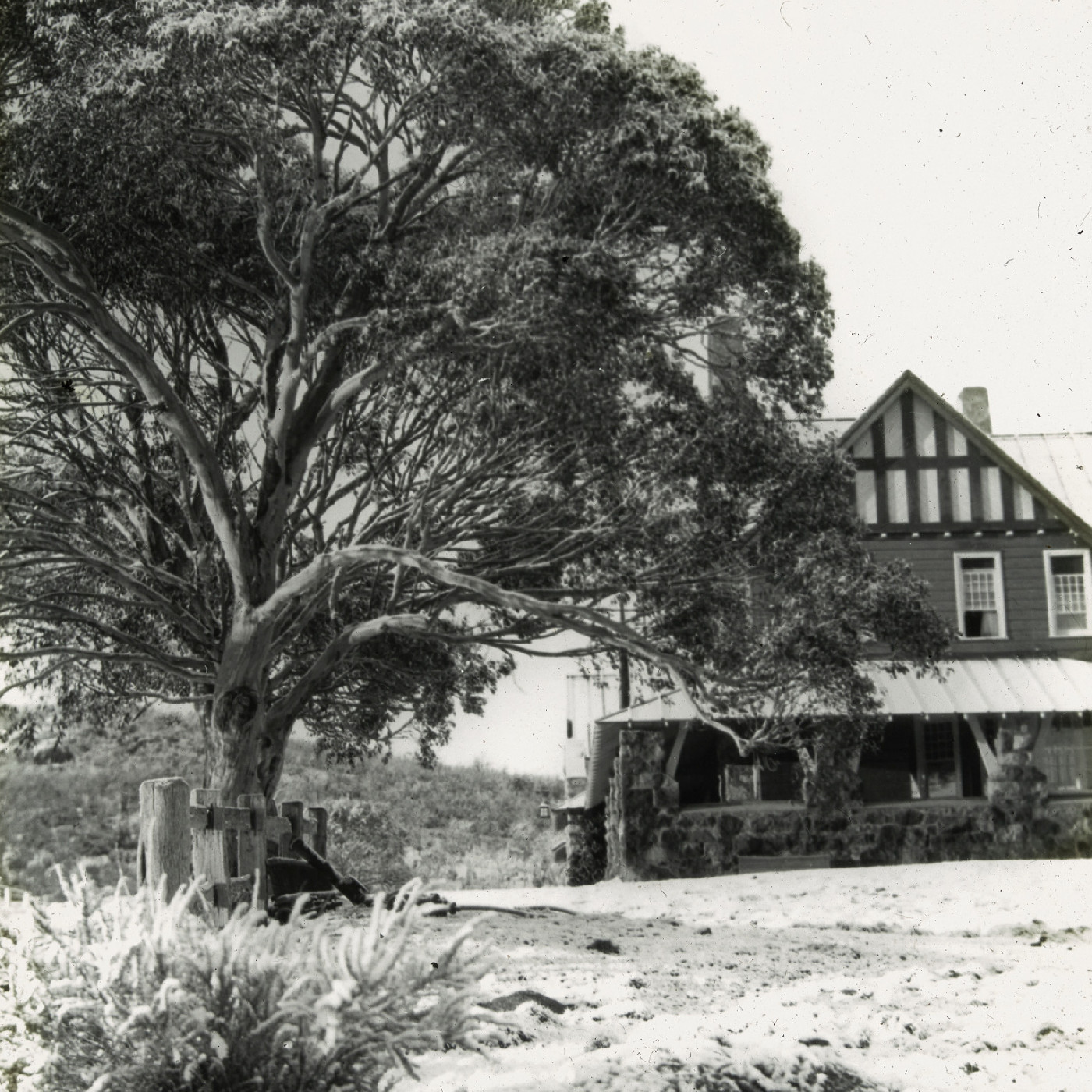 Snow-covered garden (Hotel Kosciusko NSW)