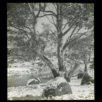 Gumtree in the snow (Mt Kosciuszko NSW)