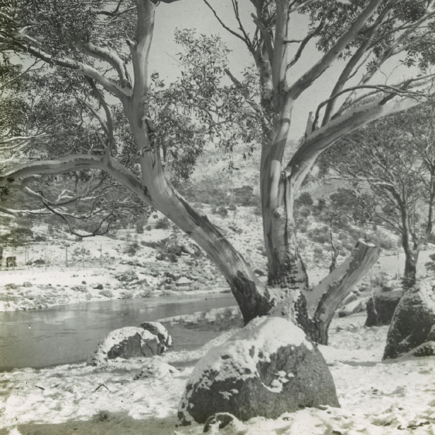 Gumtree in the snow (Mt Kosciuszko NSW)