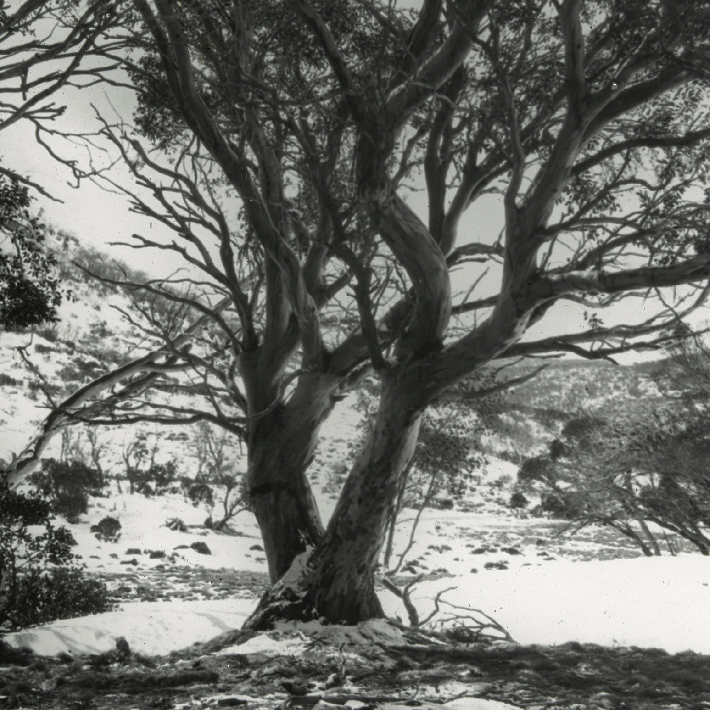Gumtrees in winter (Mt Kosciuszko NSW)