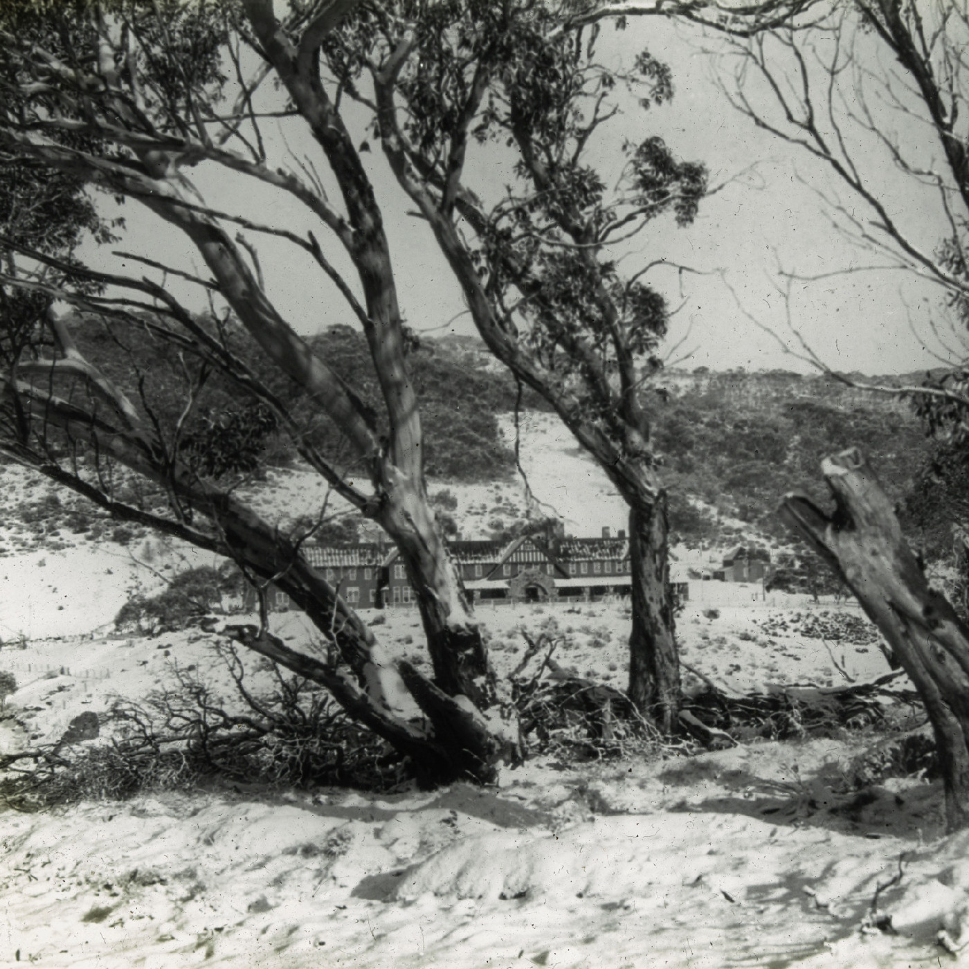 View of gumtrees and house in winter (Hotel Kosciusko NSW)