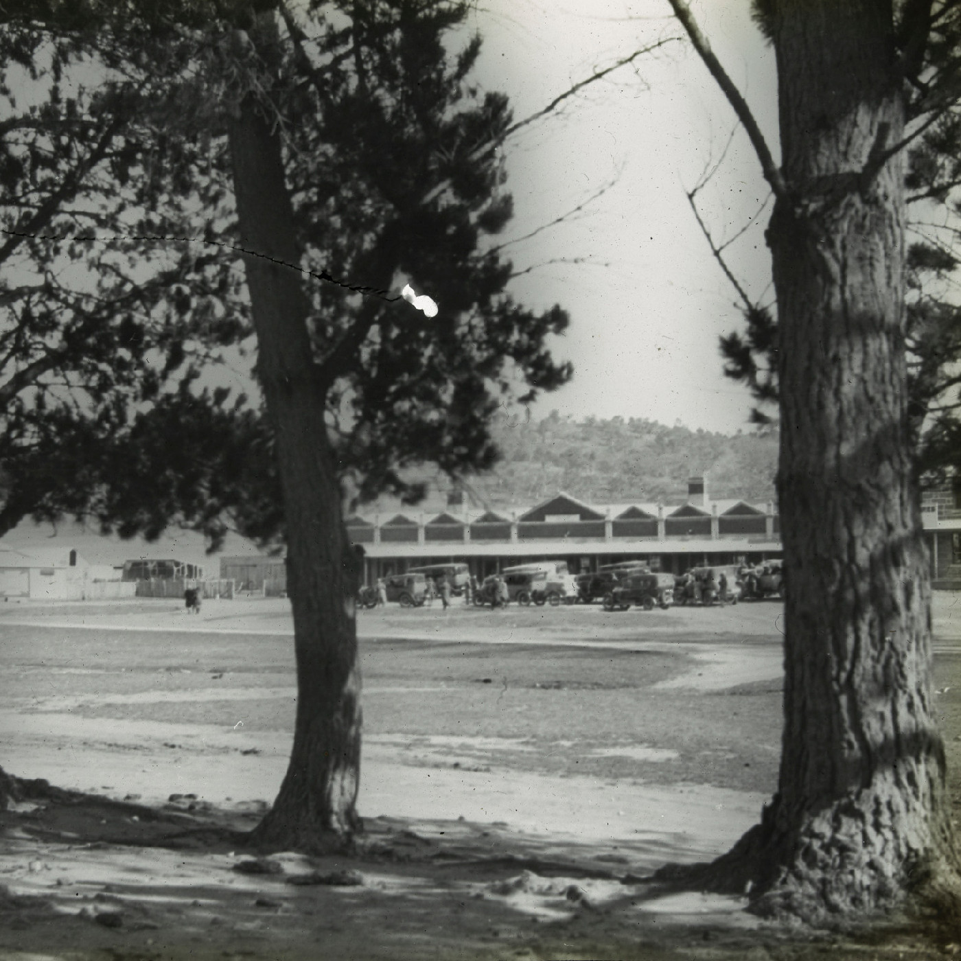 View of vintage cars through the conifers