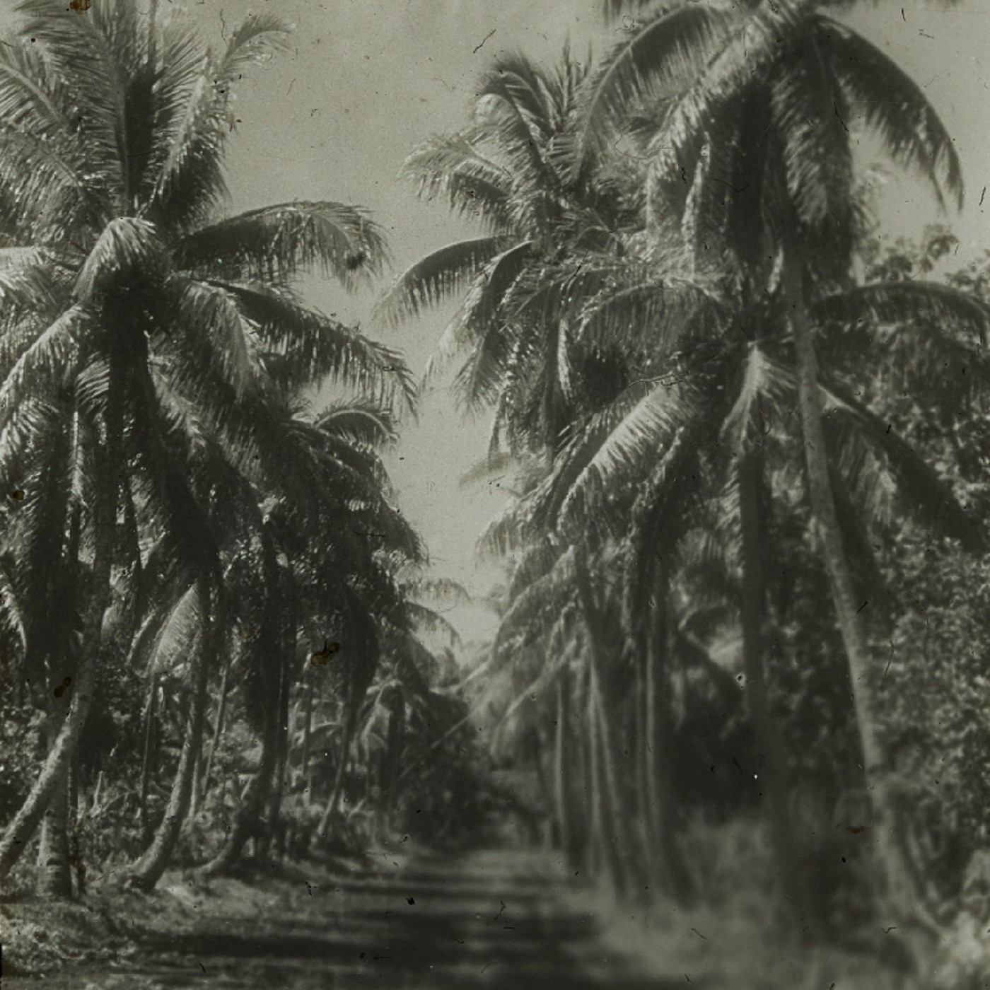 Dirt road lined with tall palm trees