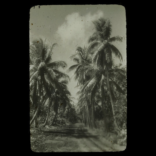 Dirt road lined with tall palm trees