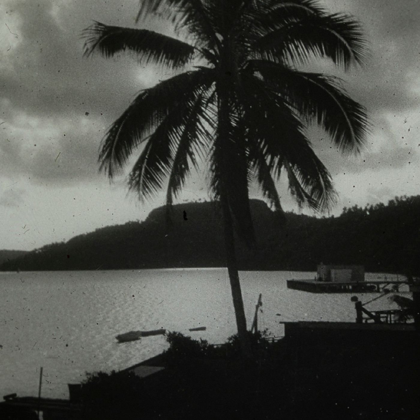 Palm tree silhouetted in front of the ocean