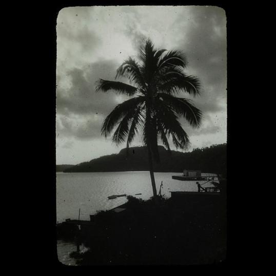 Palm tree silhouetted in front of the ocean