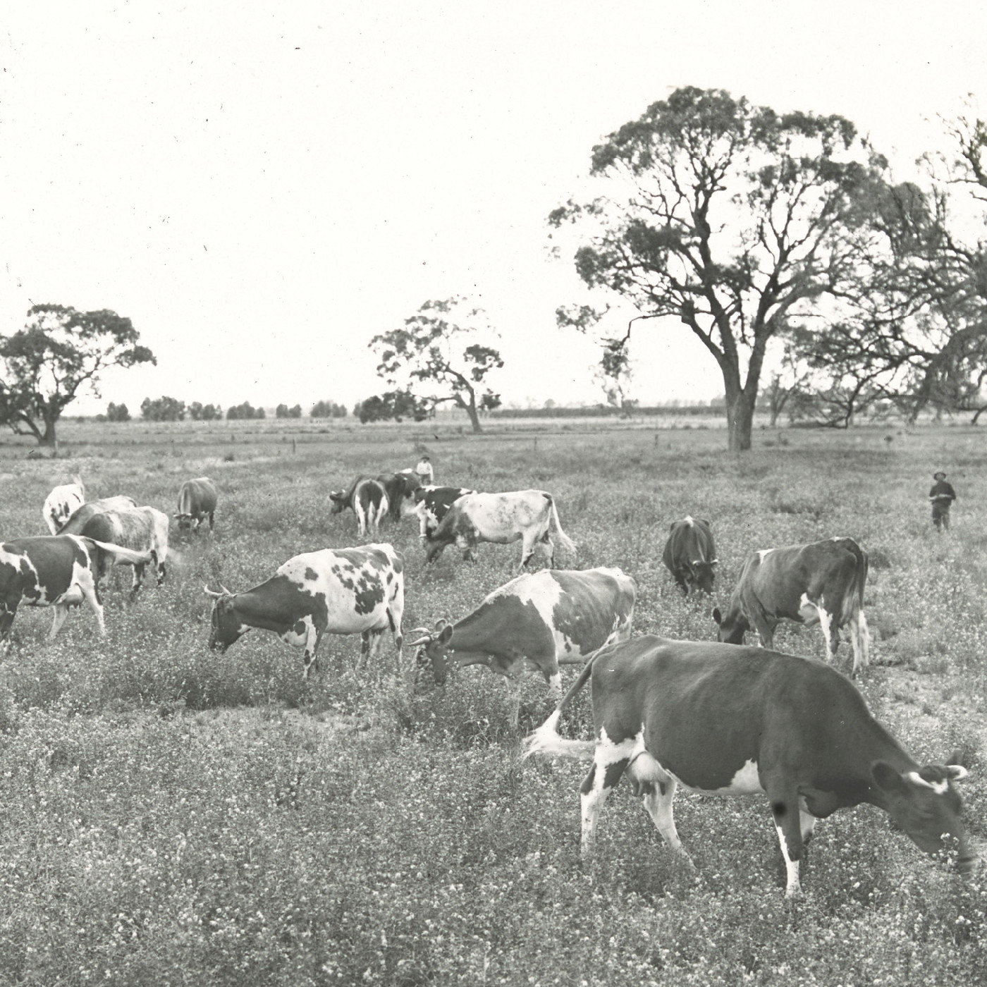 Dairy Cattle Irrigation Area NSW