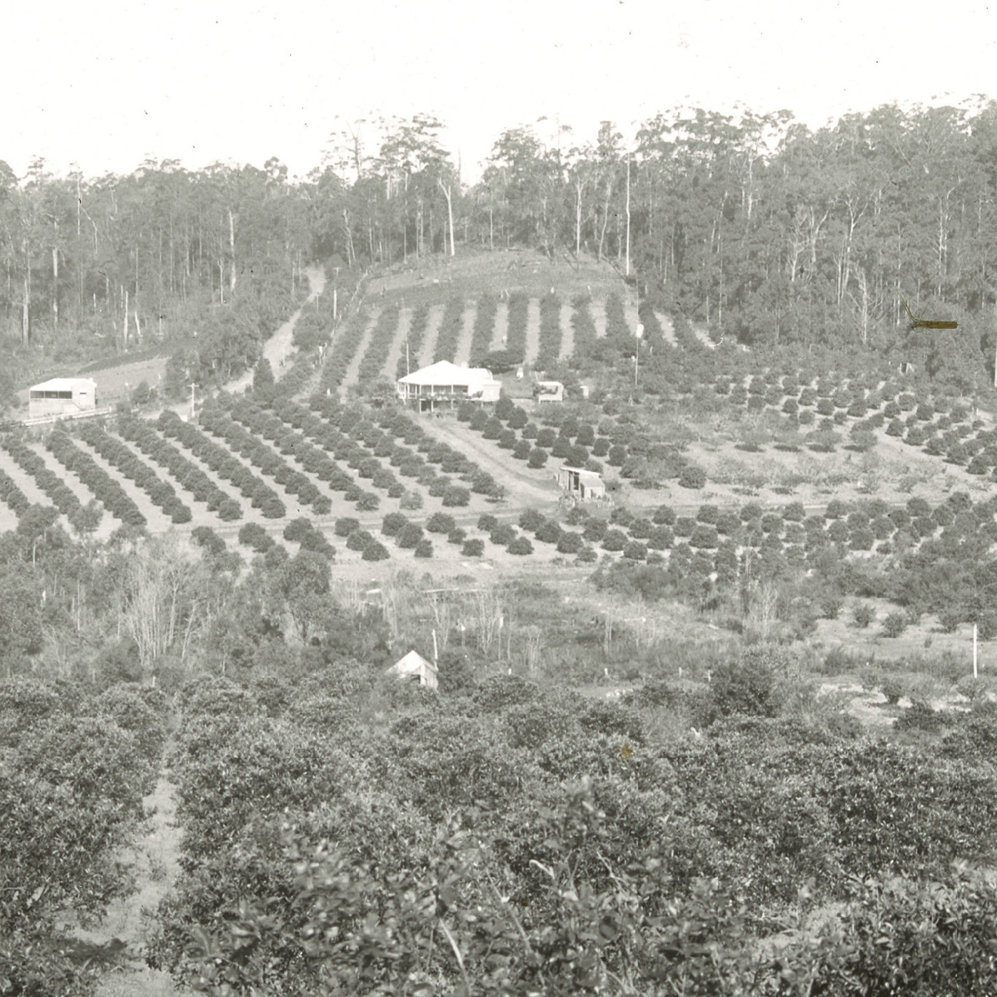 Duffy's Orchard Terrigal NSW