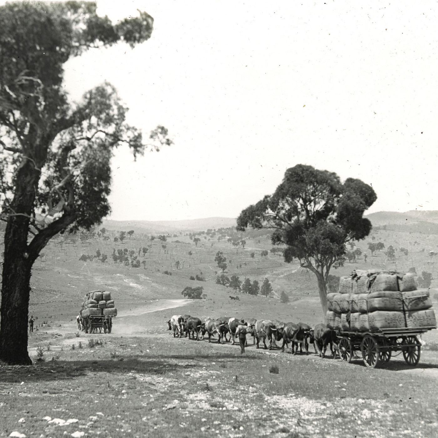 Wool teams on road to Bathurst, NSW