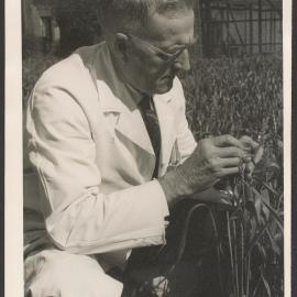 Photographs of laboratories at the University of Sydney, ca. 1950.
