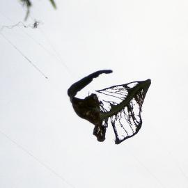 Slumbering; [Detail of video still from a multimedia installation]