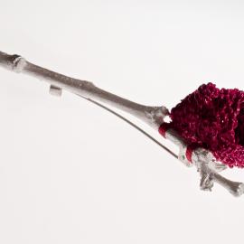 Stipes limbus (holotype)