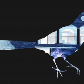 Lost; Coachman; Eastern whipbird