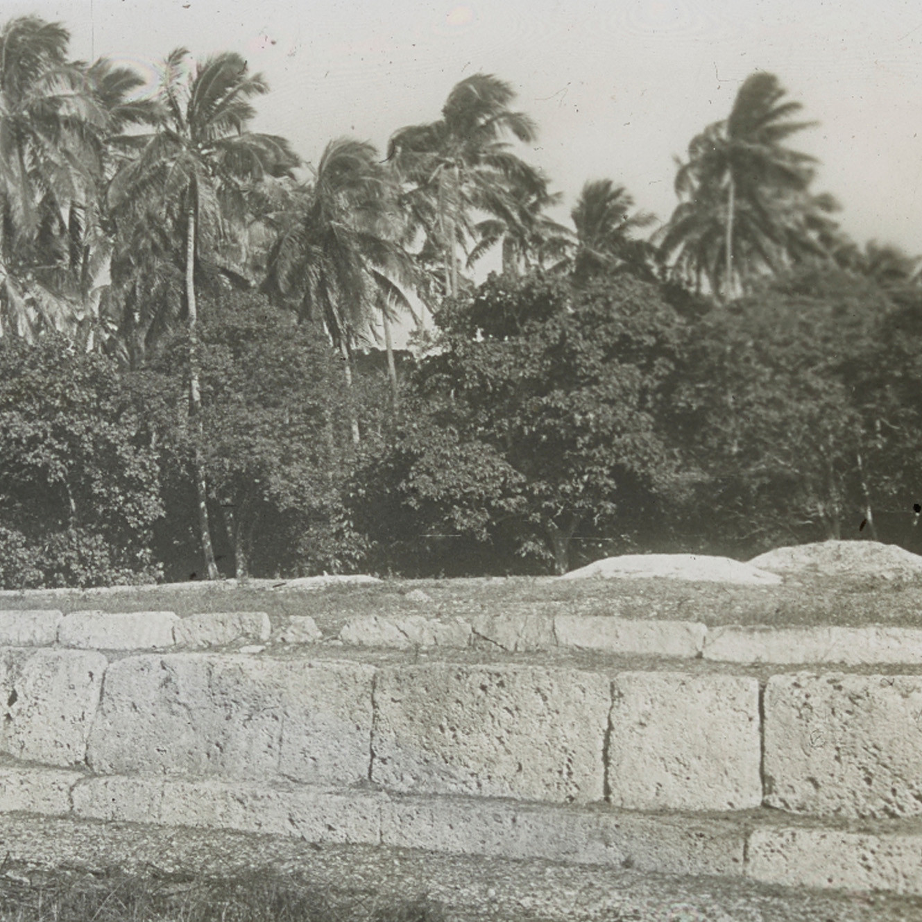 The Langi Tombs and palm trees, Tonga