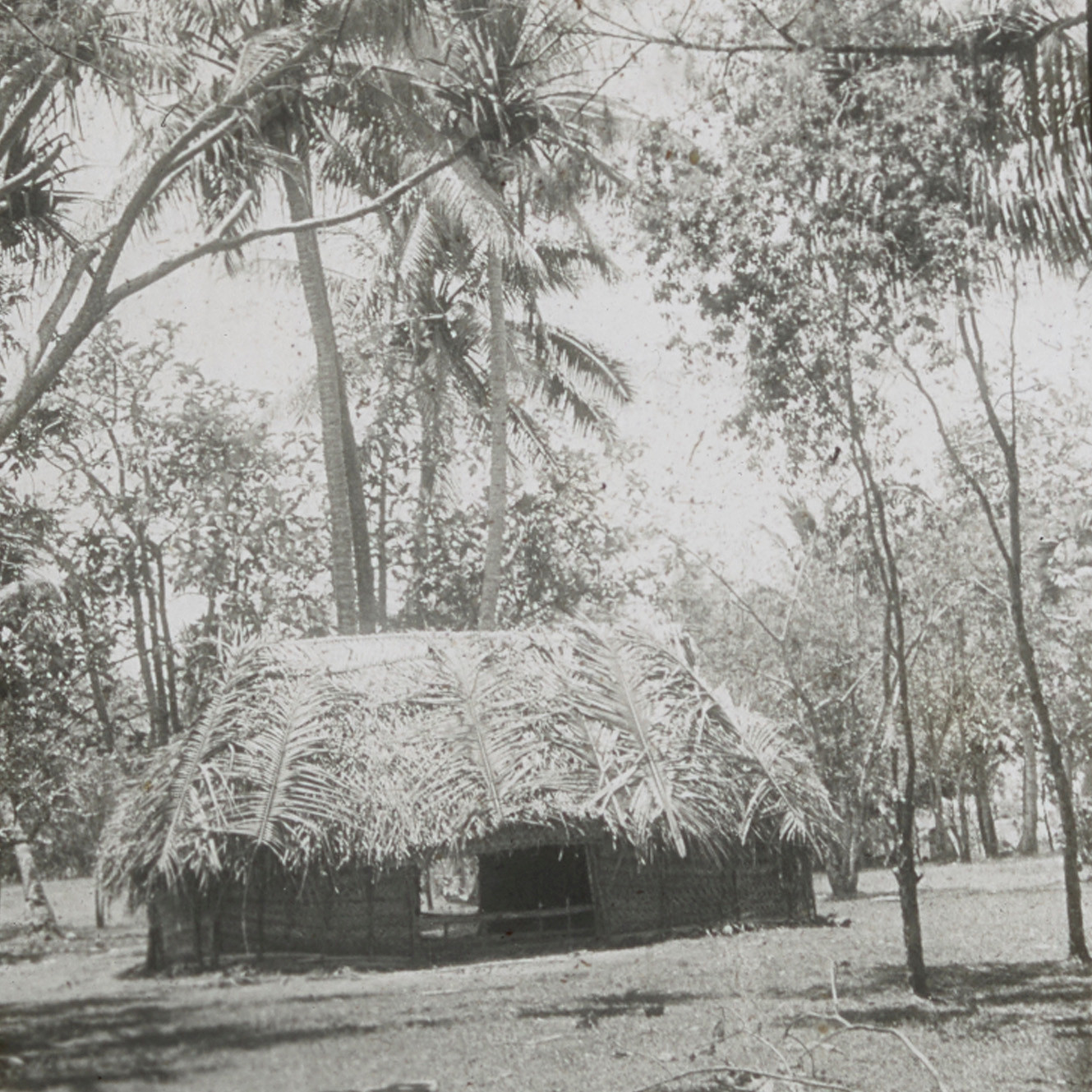 Traditional house among the trees in Mu'a, Tonga 