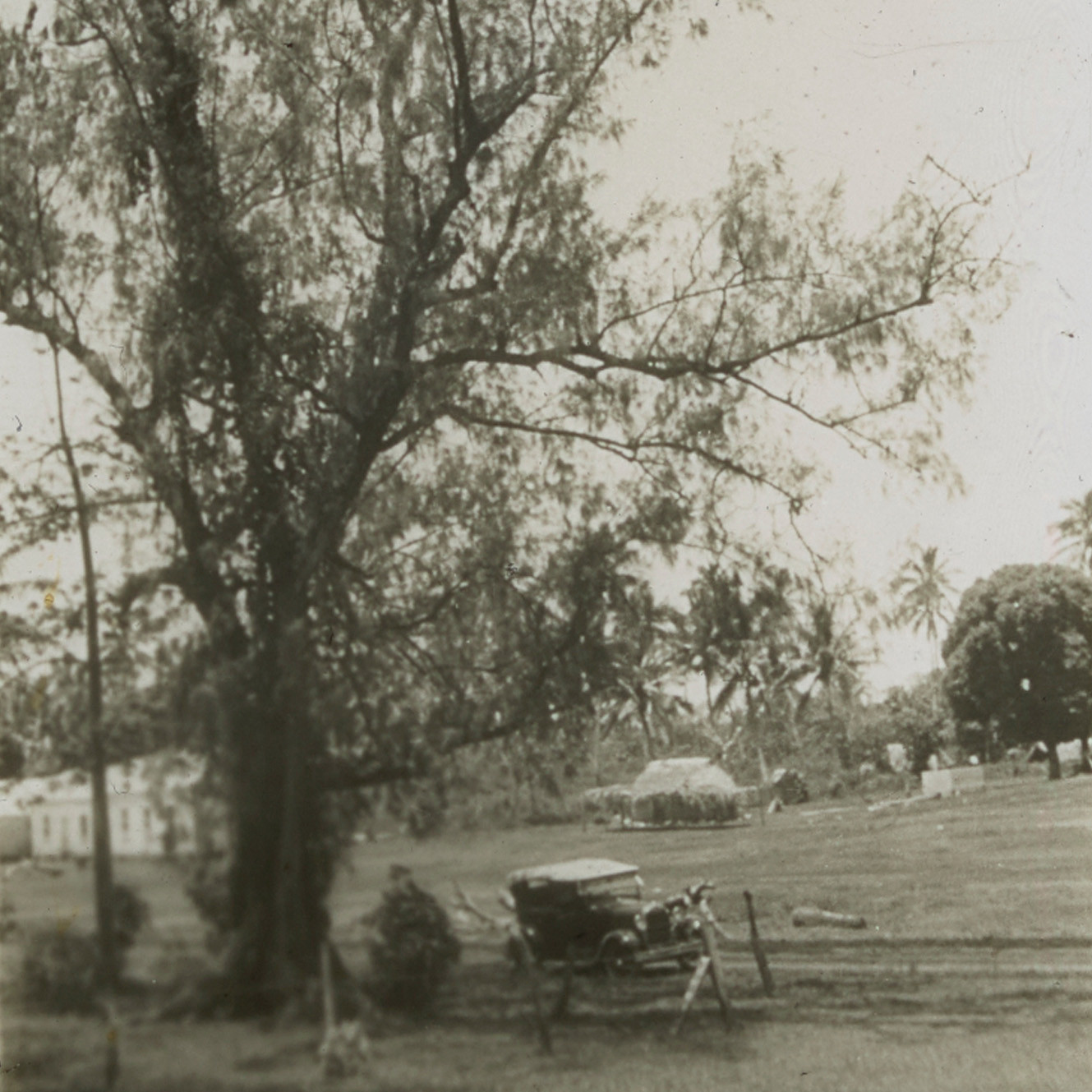 Vintage car parked under tree with pacific flying foxes at Kolovai, Tonga