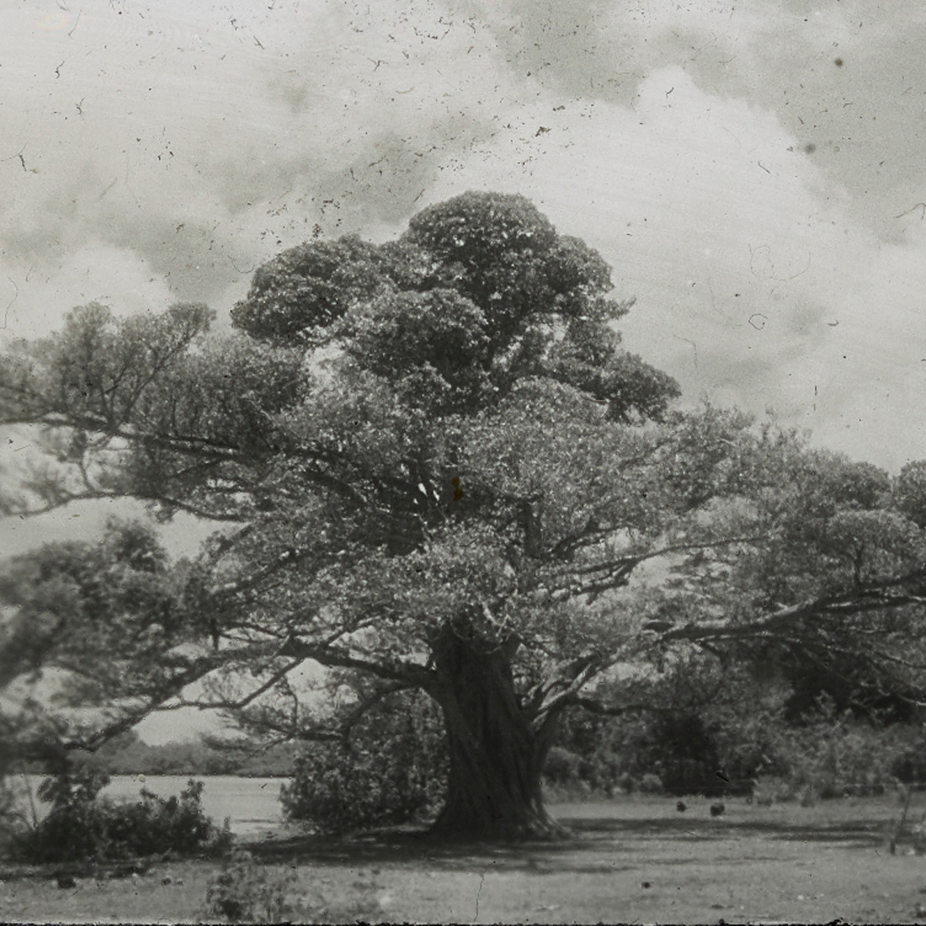Ovava tree, Tonga