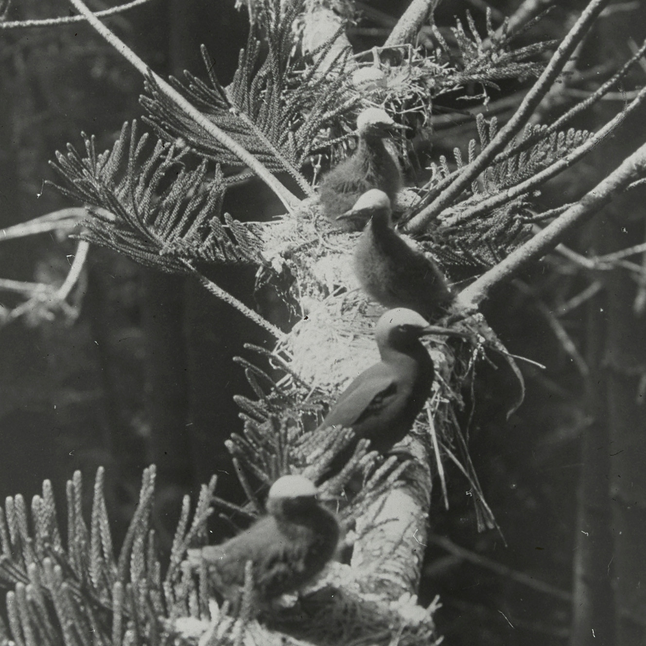 Black Noddies (Anous minutus)