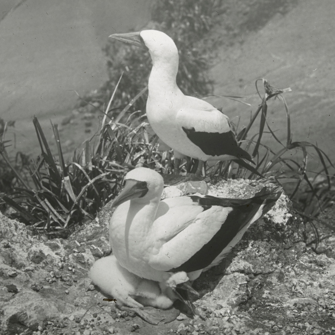 Masked boobies/gannets (Sula dactylatra) with chick