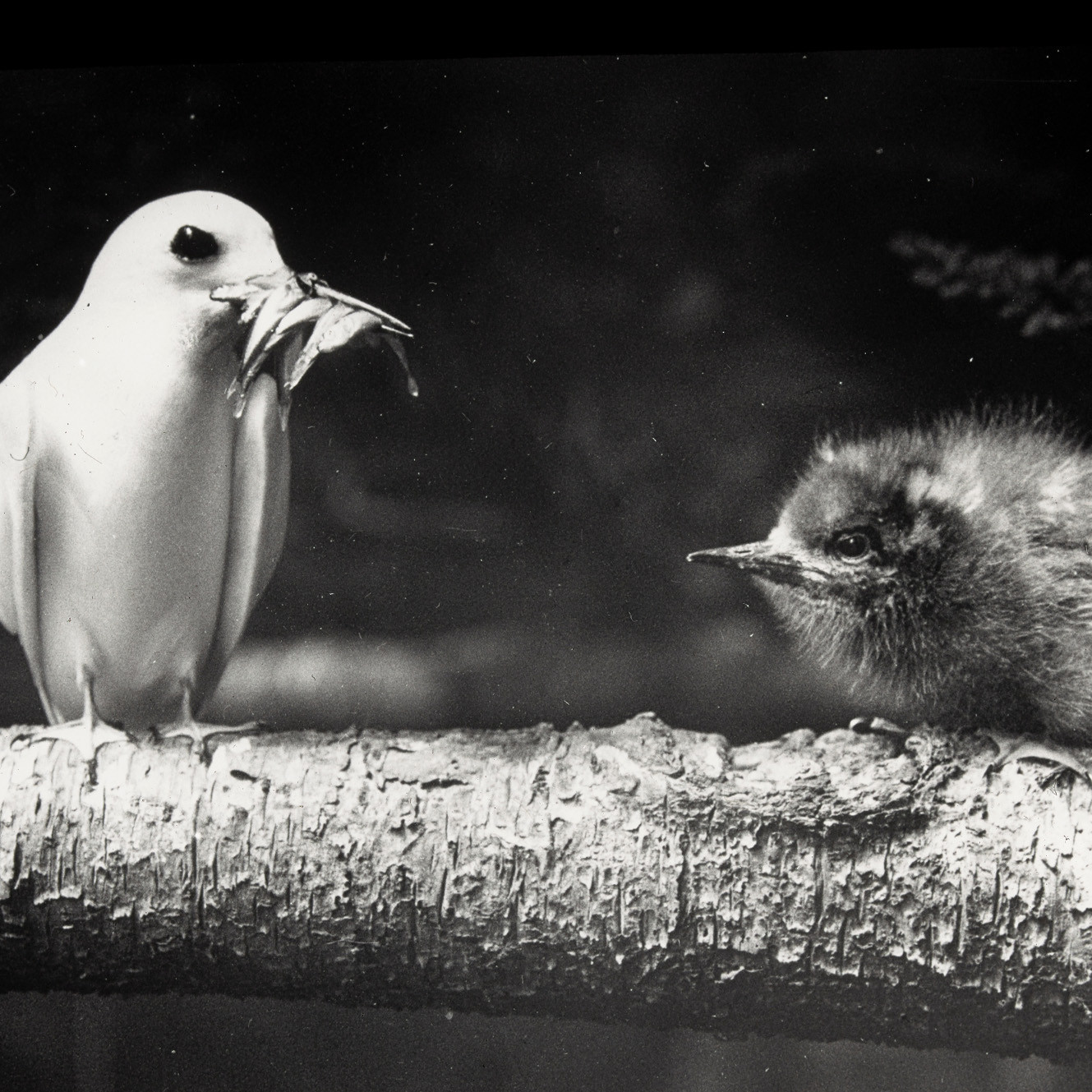 White Tern (Gygis Alba) with chick