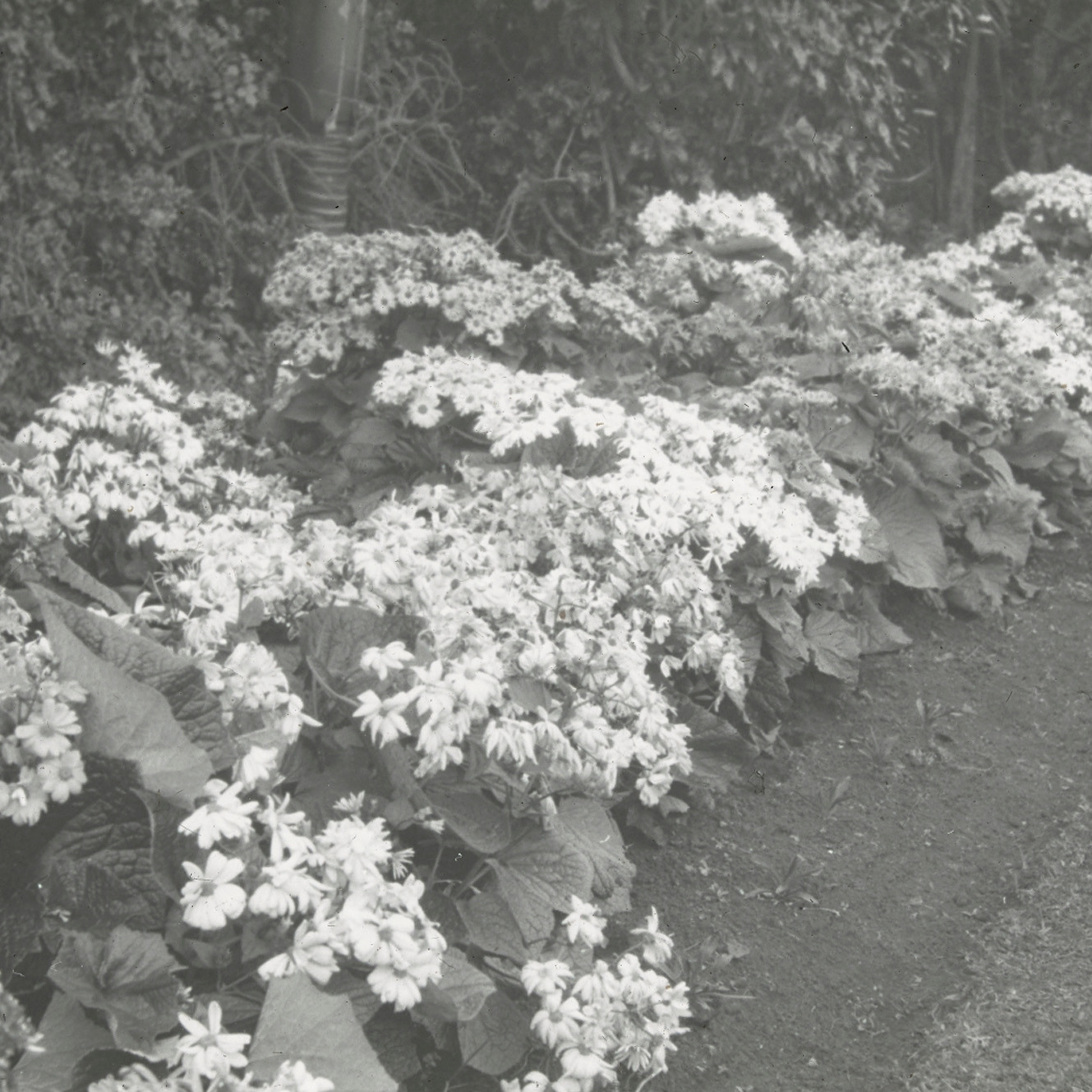 Flowerbed at Hillcrest Gardens
