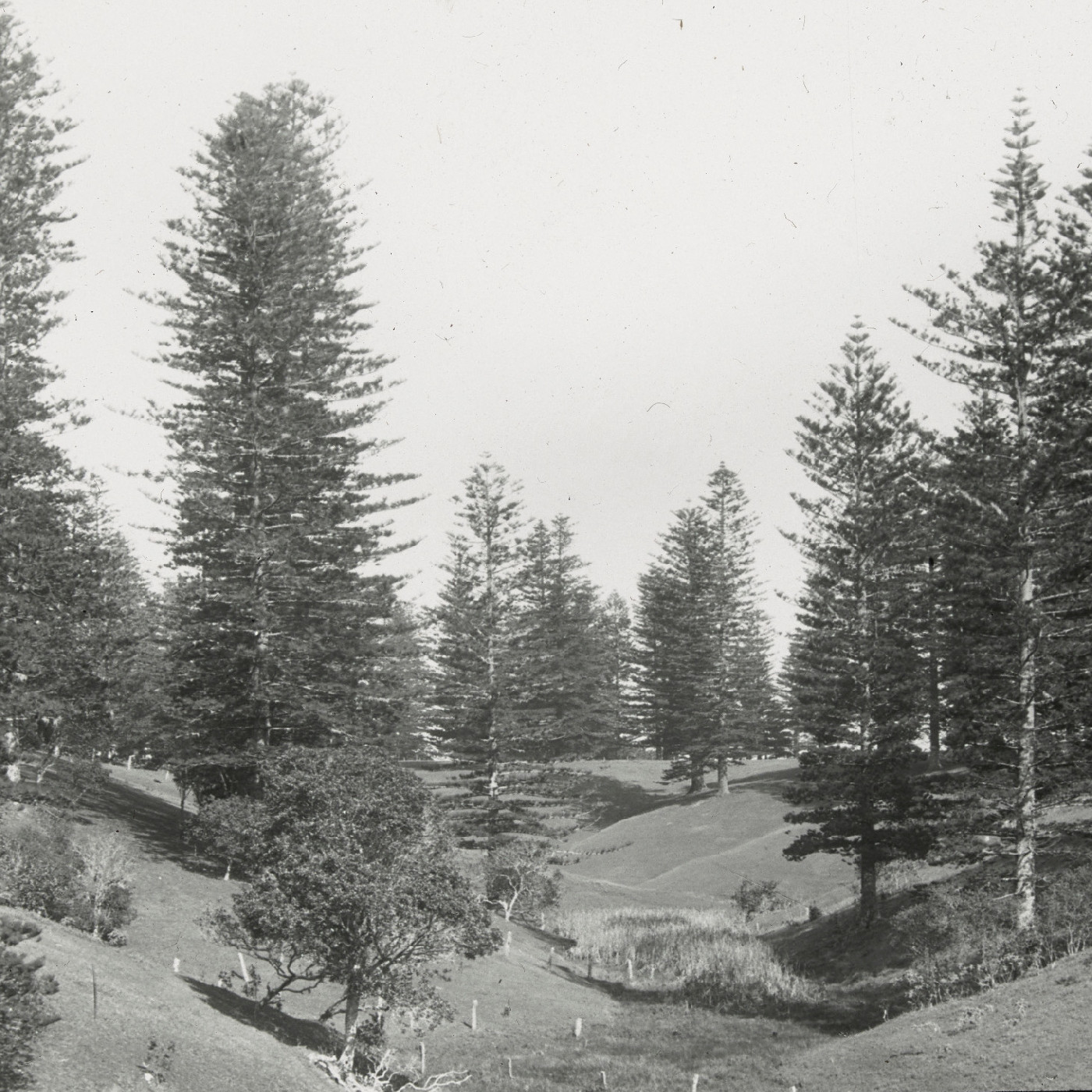 Open woodland, Norfolk Island