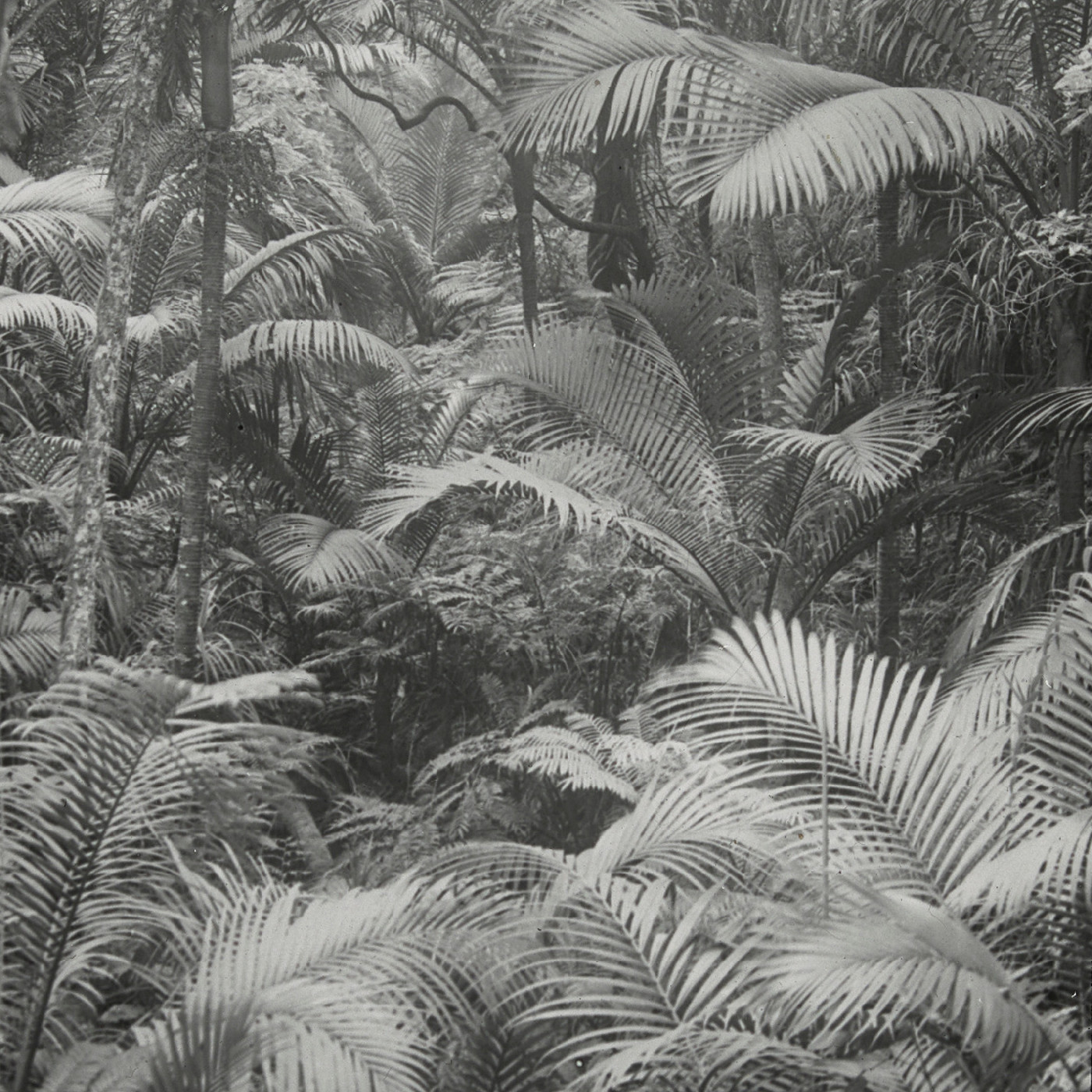 Norfolk Island palms (Niau palms)