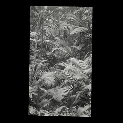 Ferns and palm trees, Norfolk Island