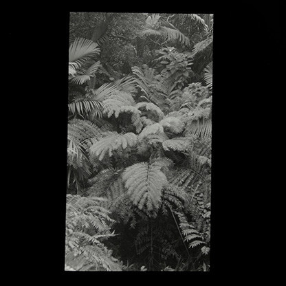 A variety of ferns, Norfolk Island