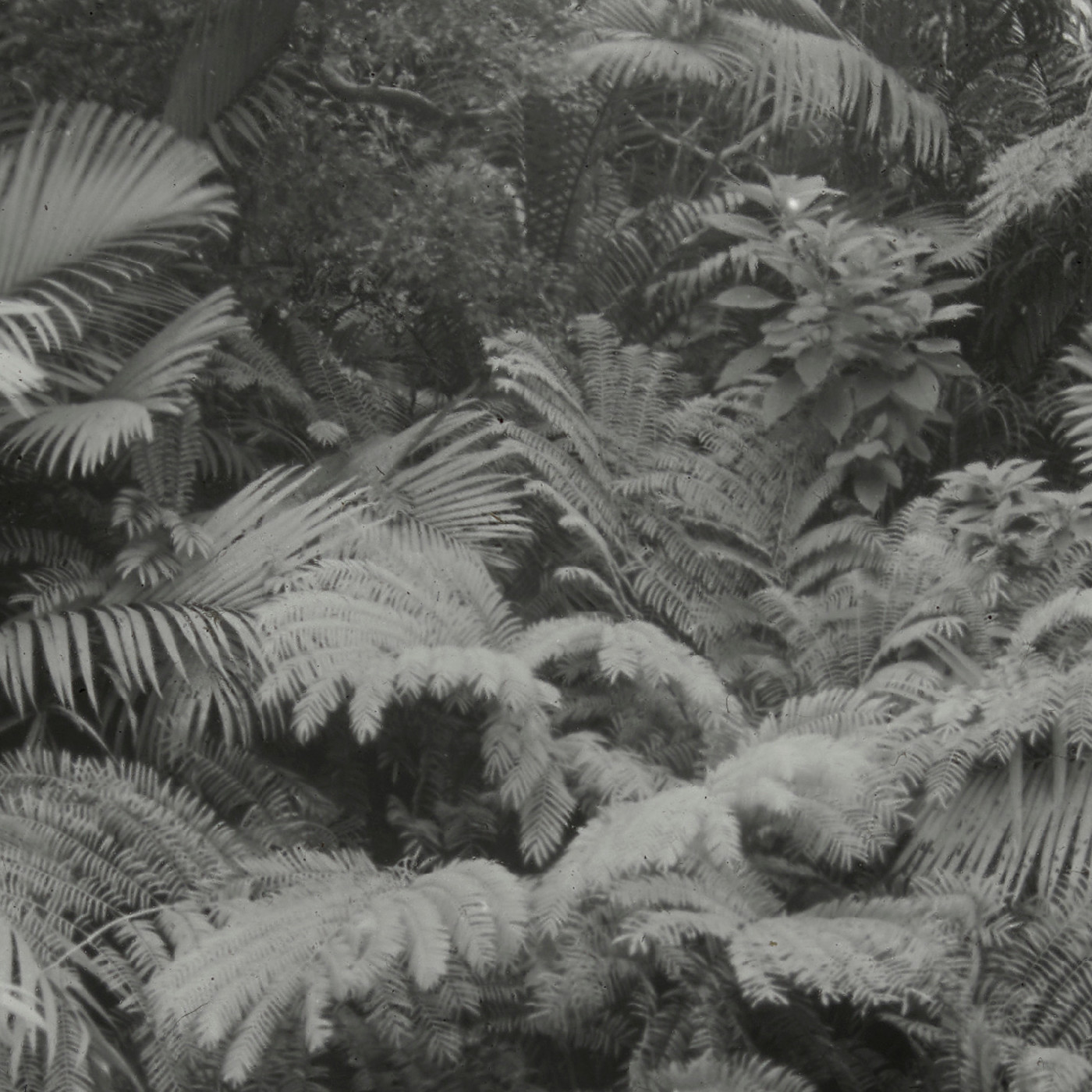 King ferns, Norfolk Island
