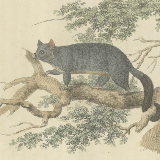 Journal of a Voyage to New South Wales with sixty-five plates of non descript animals, birds, lizards, serpents, curious cones of trees and other natural productions 