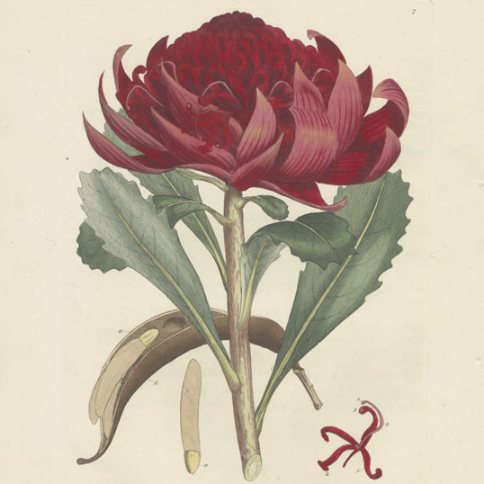 A specimen of the botany of New Holland