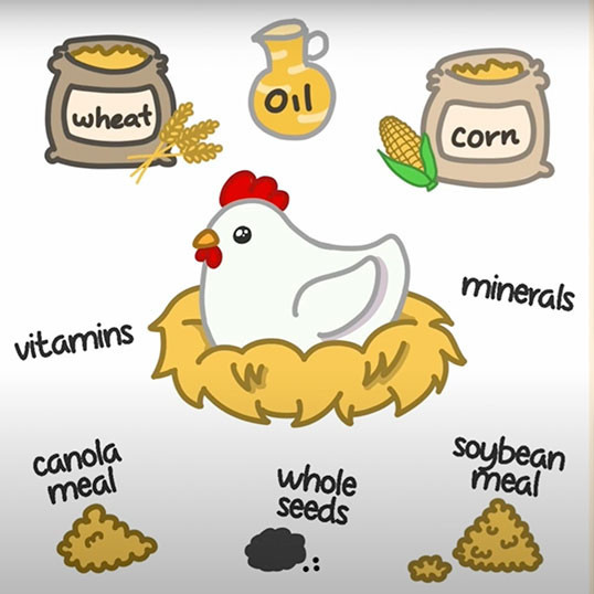 Innovative diet formulations for modern-genotype broiler chickens