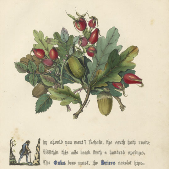 The flowers of Shakspeare