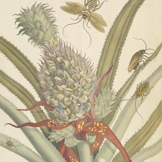  Mariae Sibillae Merian Dissertatio de generatione et metamorphosibus insectorum Surinamensium