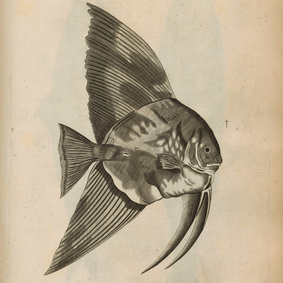 Francisci Willughbeii Armig. De historia piscium libri quatuor