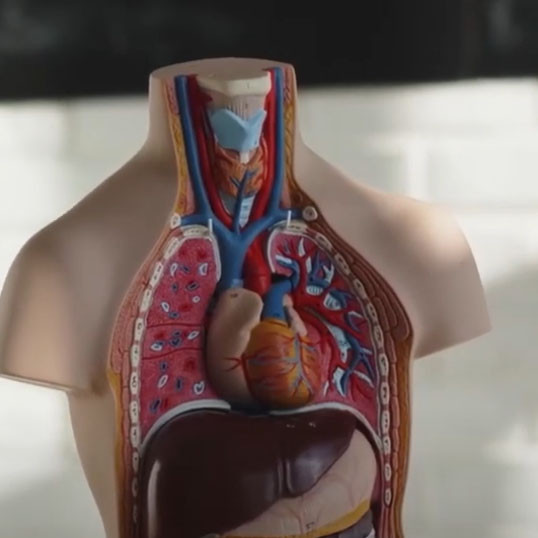 Visual Attention as a Determinant of Student Engagement in Healthcare Learning Contexts Involving Diverse Representations of Human Surface Anatomy​