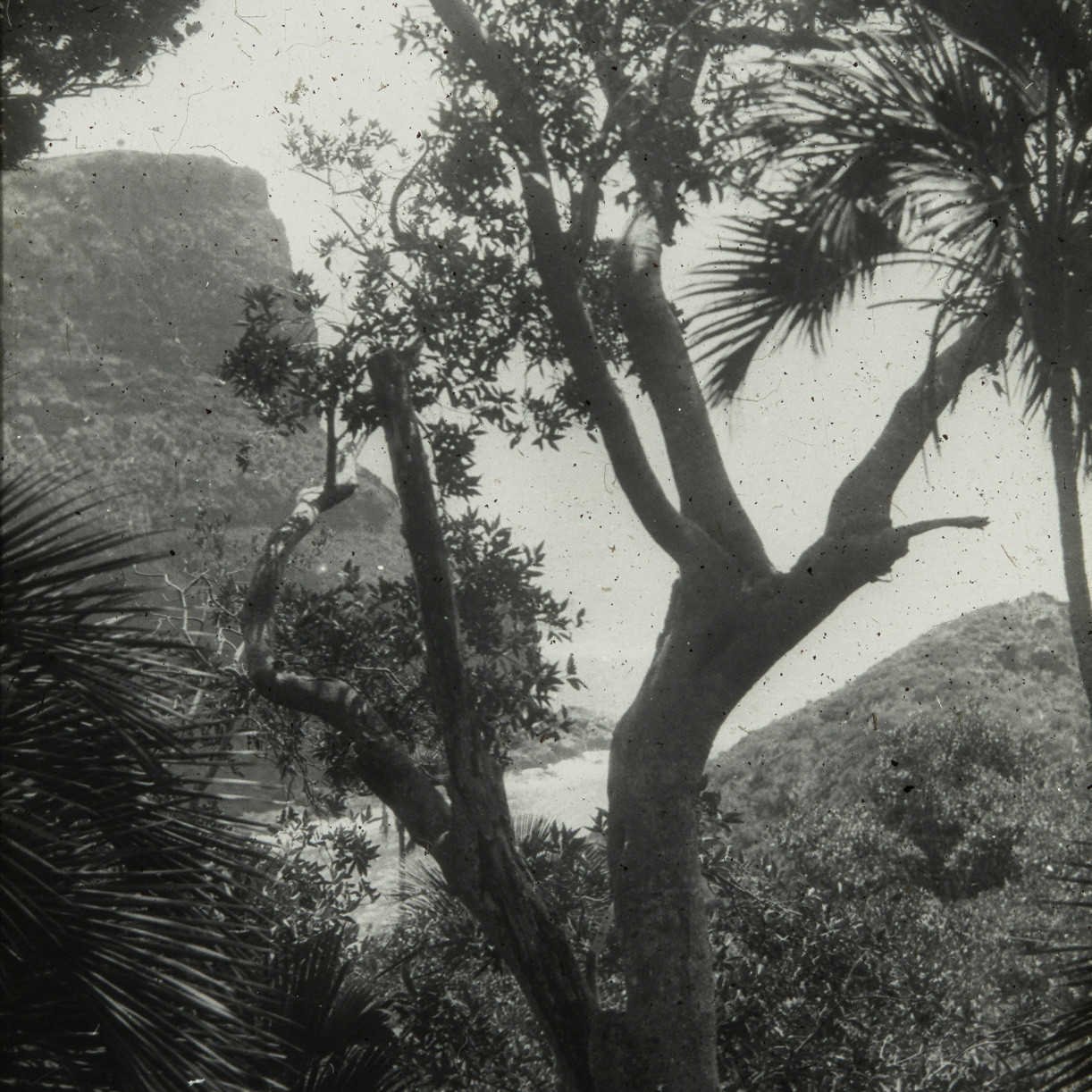 Old Gulch, Lord Howe Island