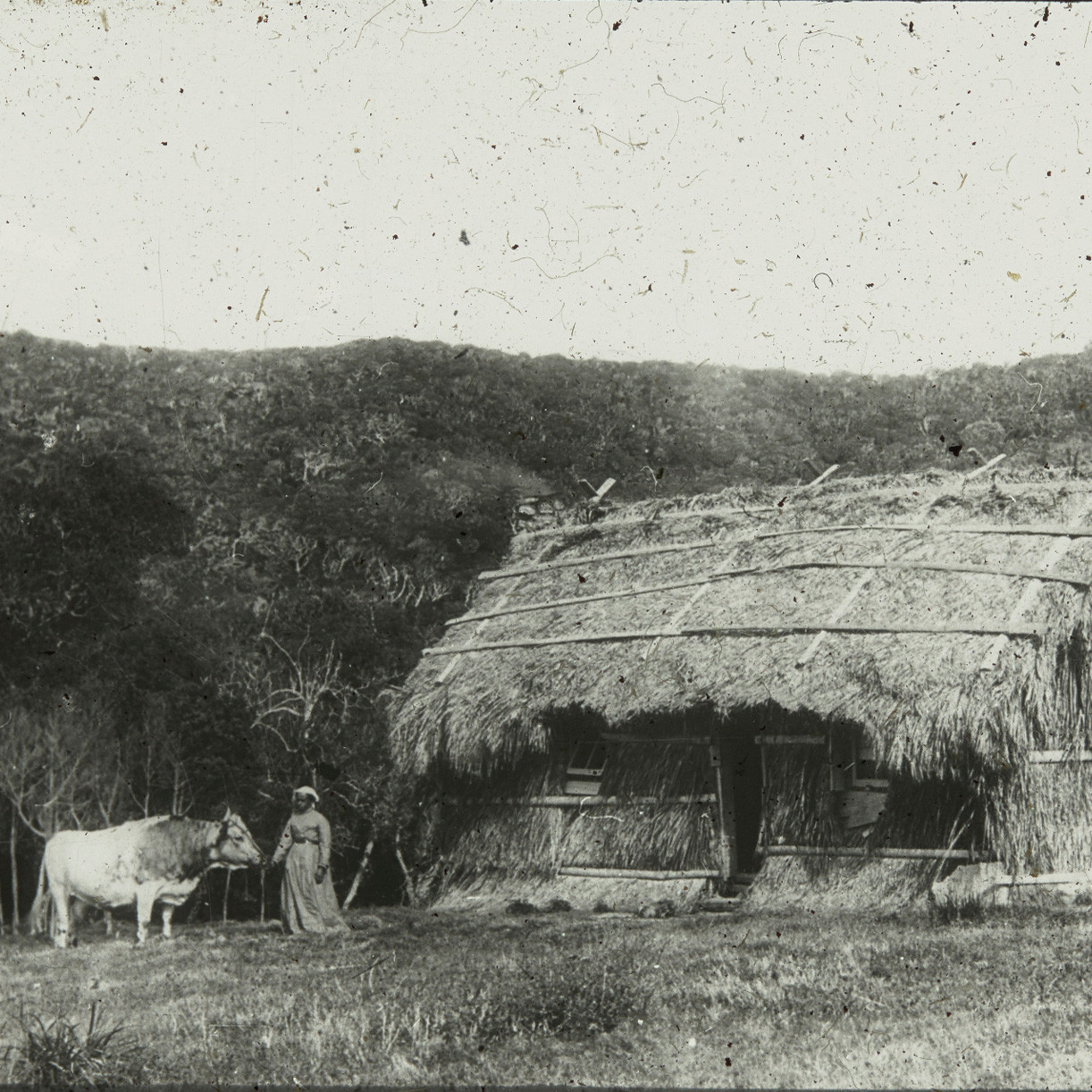 Palm thatched house, Lord Howe Island