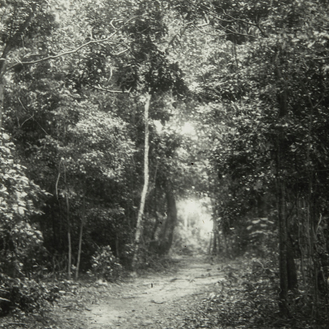 Forrest path, Lord Howe Island