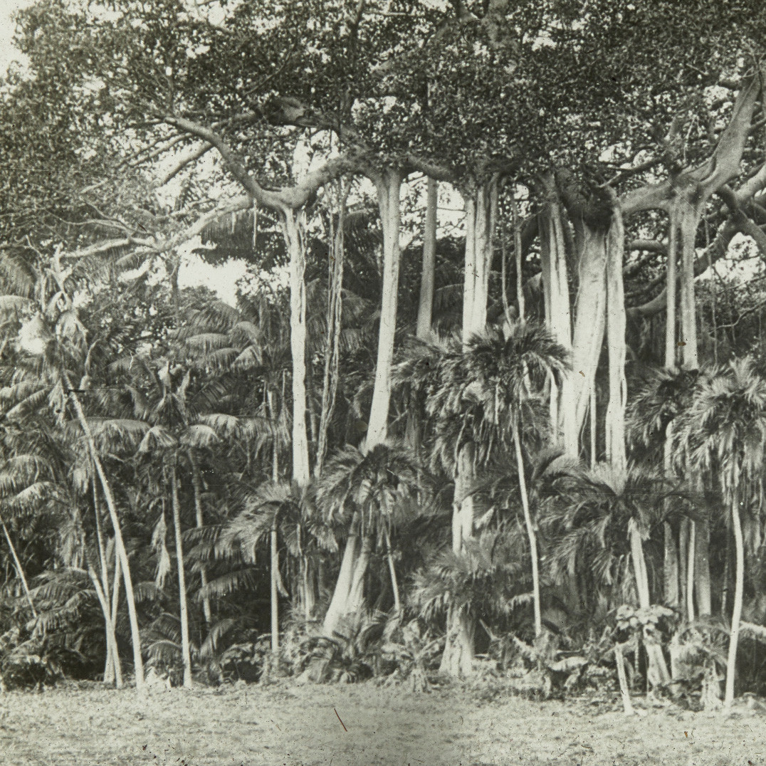 Banyan-tree, Lord Howe Island