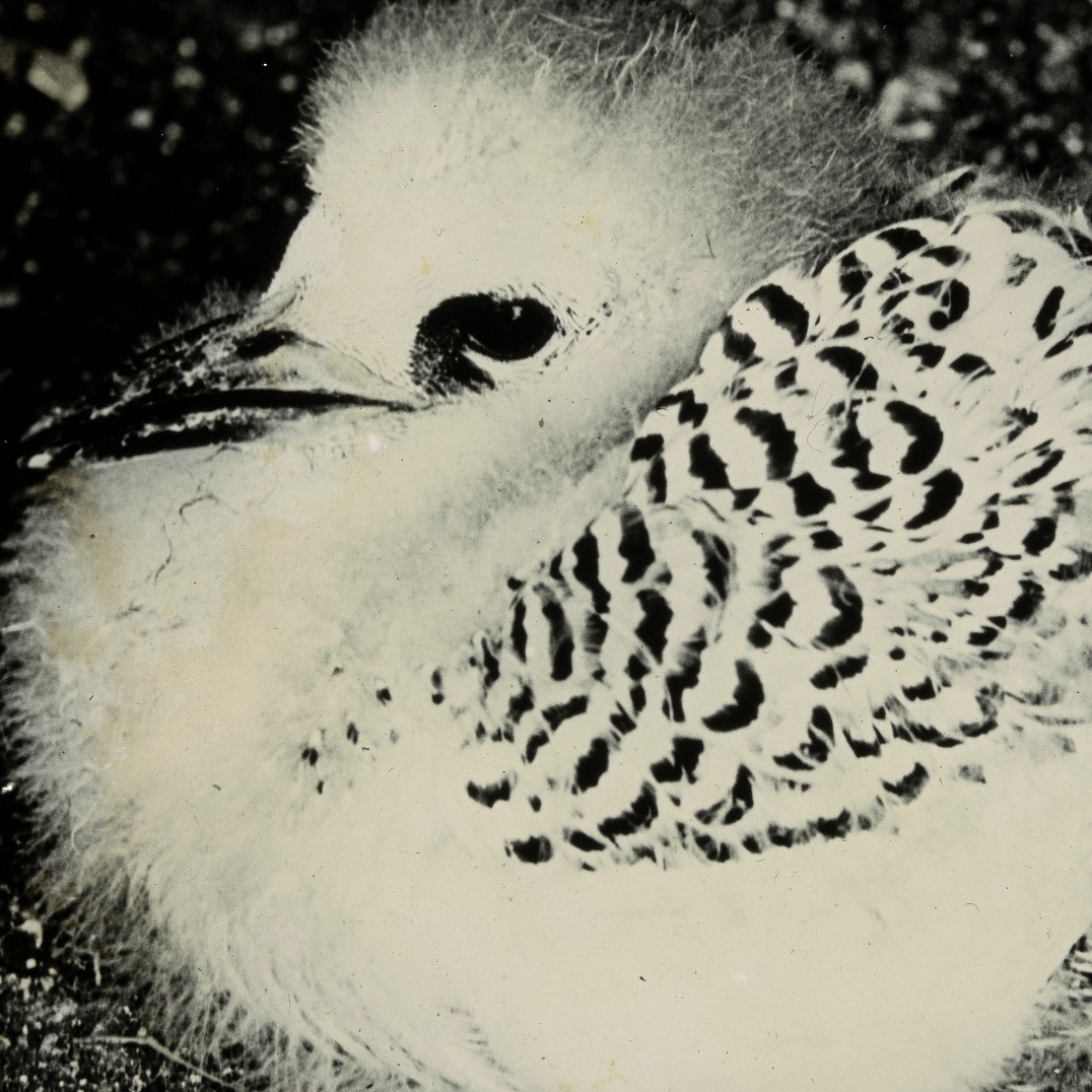 Red-tailed tropicbird chick