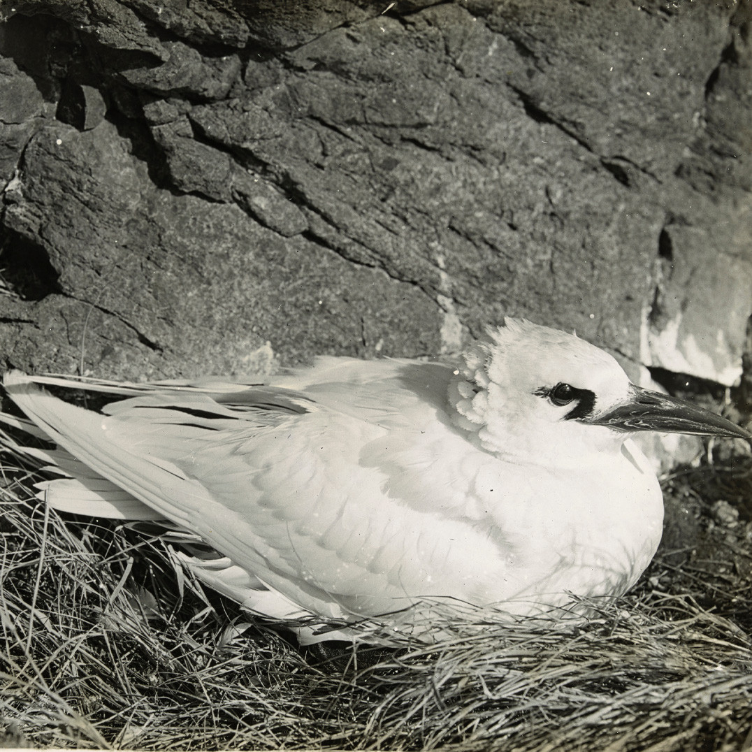 Nesting red-tailed tropicbird, Lord Howe Island