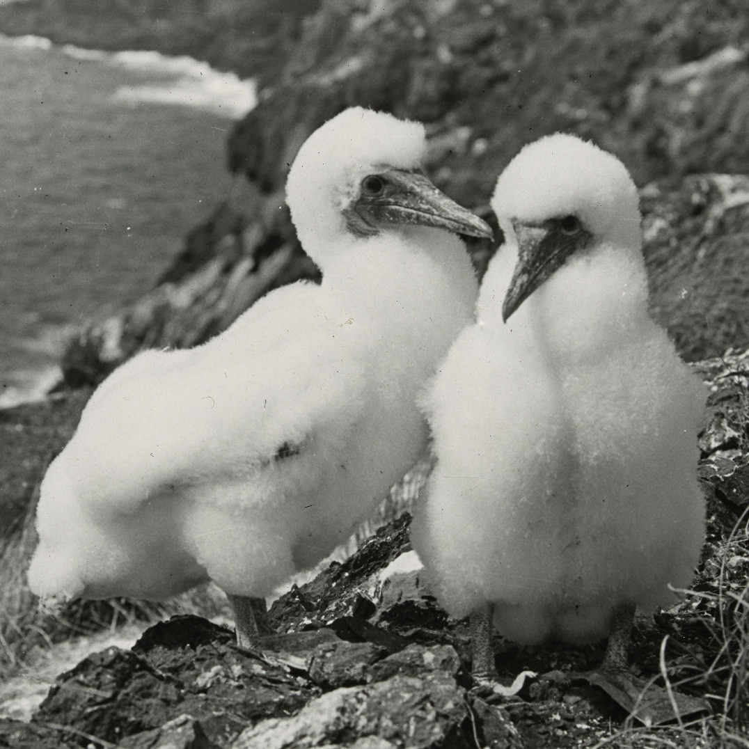 Masked booby chicks, Lord Howe Island