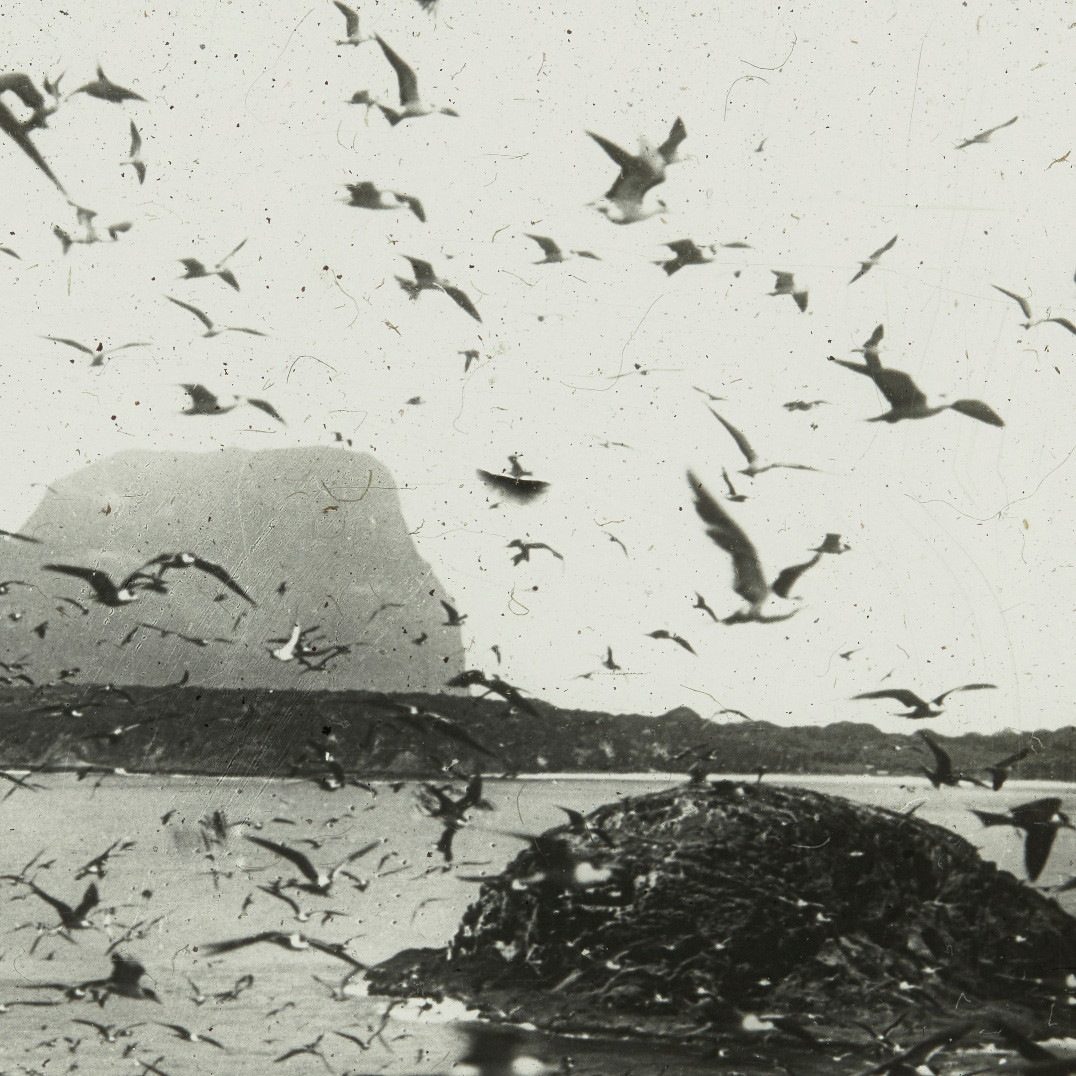 Sooty terns above Lord Howe Island
