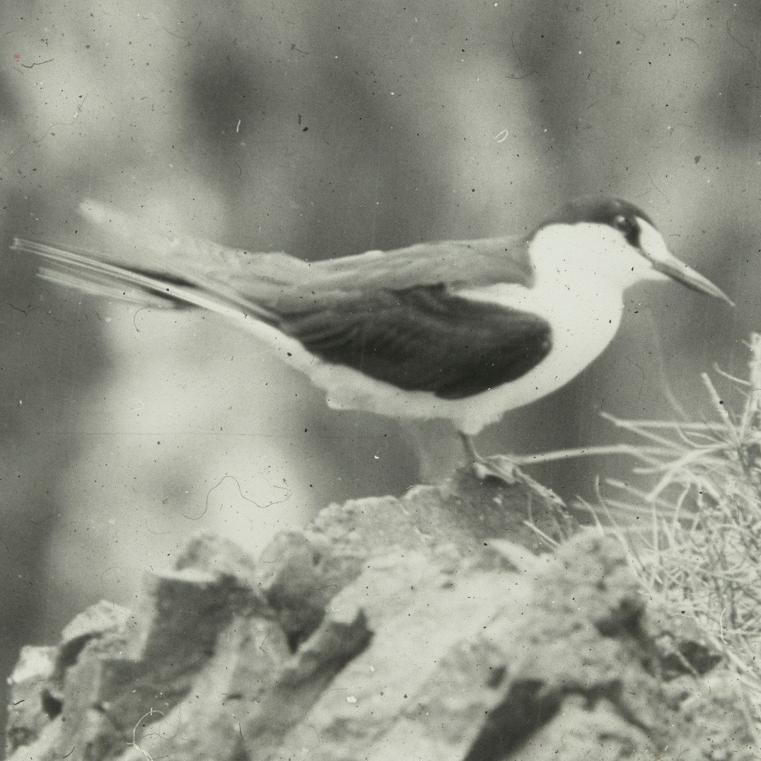 Sooty tern, Lord Howe Island